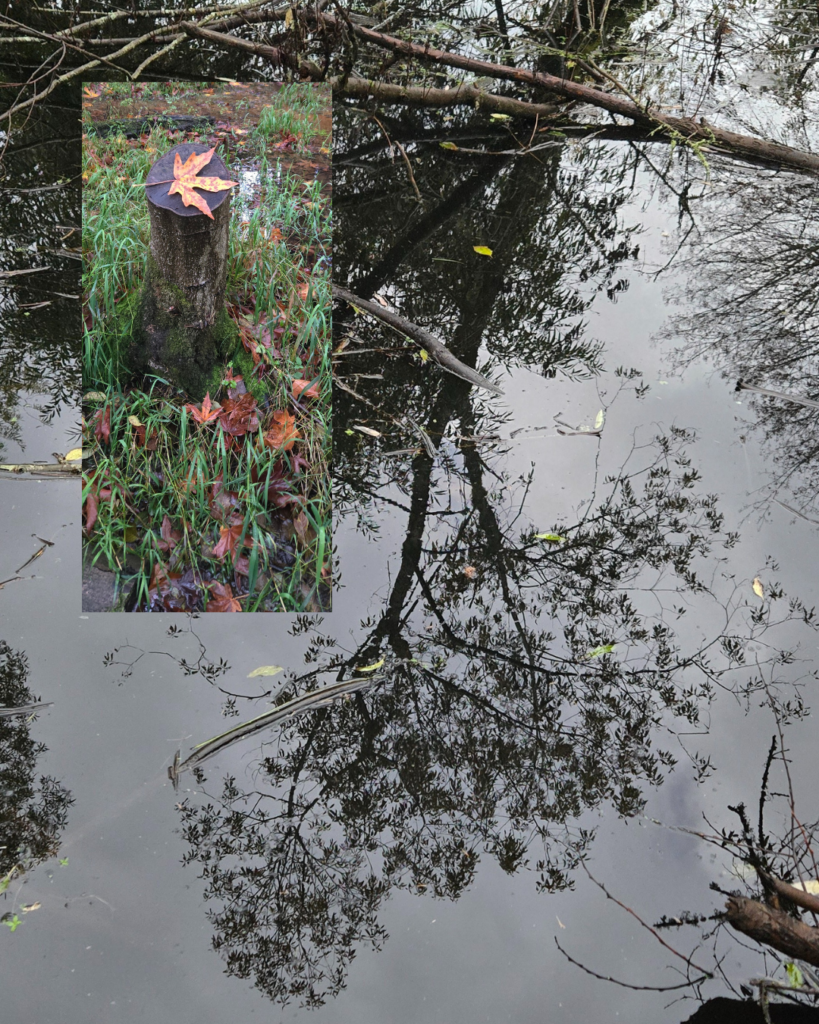 Bare tree branch reflection on still pond water with foreground insert of a single orange leaf on a tree stump in foreground